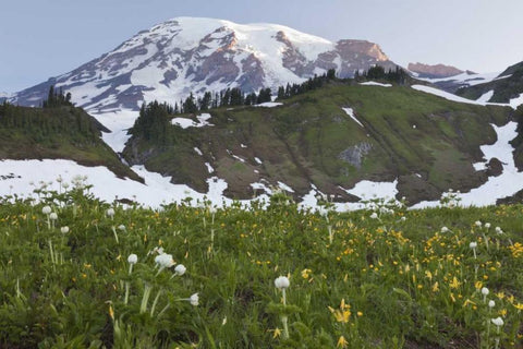 WA, Mt Rainier NP Sunrise on meadow with flowers White Modern Wood Framed Art Print with Double Matting by Paulson, Don