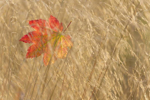 WA, Seabeck Vine maple leaf caught in fall grass White Modern Wood Framed Art Print with Double Matting by Paulson, Don