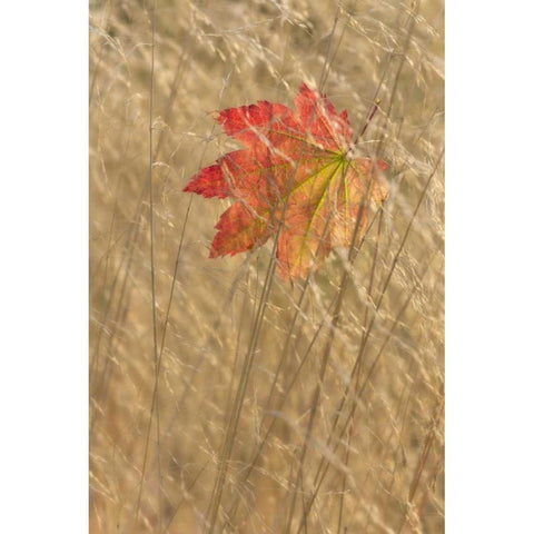 WA, Seabeck Vine maple leaf caught in fall grass Gold Ornate Wood Framed Art Print with Double Matting by Paulson, Don