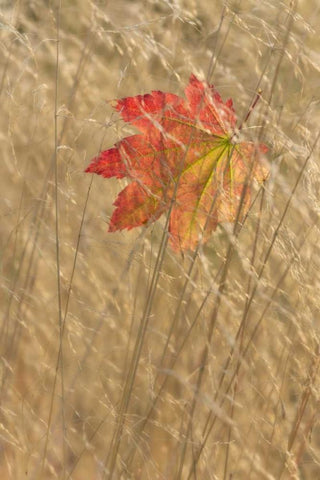 WA, Seabeck Vine maple leaf caught in fall grass Black Ornate Wood Framed Art Print with Double Matting by Paulson, Don