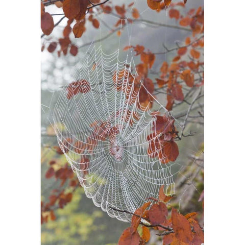Washington, Seabeck Dew on spider web in tree Gold Ornate Wood Framed Art Print with Double Matting by Paulson, Don