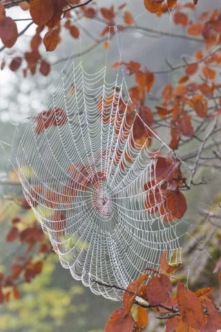 Washington, Seabeck Dew on spider web in tree White Modern Wood Framed Art Print with Double Matting by Paulson, Don