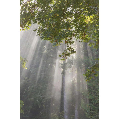 WA, Seabeck Morning sun through foggy trees Black Modern Wood Framed Art Print with Double Matting by Paulson, Don