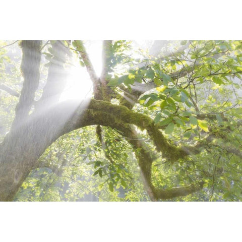 WA, Seabeck Morning sun through foggy trees Gold Ornate Wood Framed Art Print with Double Matting by Paulson, Don