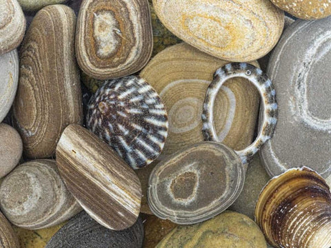 Washington, Seabeck Beach stones and shells White Modern Wood Framed Art Print with Double Matting by Paulson, Don