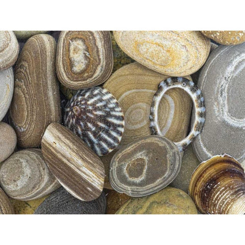 Washington, Seabeck Beach stones and shells White Modern Wood Framed Art Print by Paulson, Don