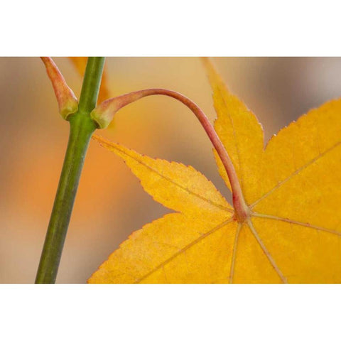 Washington, Seabeck Maple leaf in autumn color White Modern Wood Framed Art Print by Paulson, Don