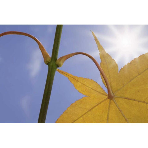 Washington, Seabeck Maple leaf in autumn color White Modern Wood Framed Art Print by Paulson, Don