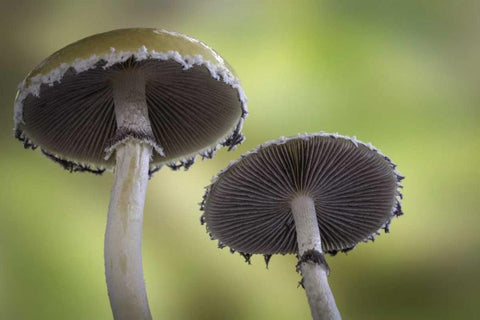 Washington, Seabeck Underside of mushrooms White Modern Wood Framed Art Print with Double Matting by Paulson, Don