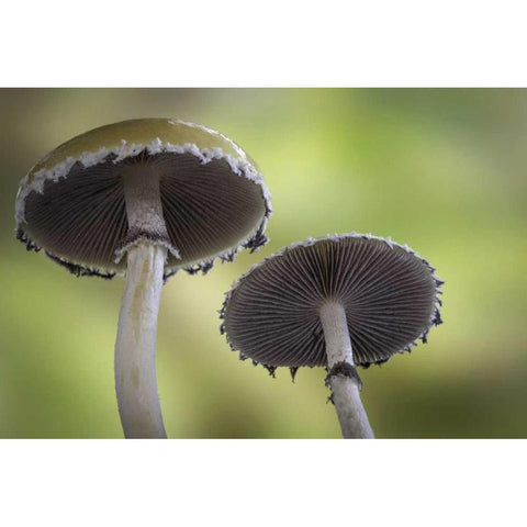 Washington, Seabeck Underside of mushrooms Gold Ornate Wood Framed Art Print with Double Matting by Paulson, Don