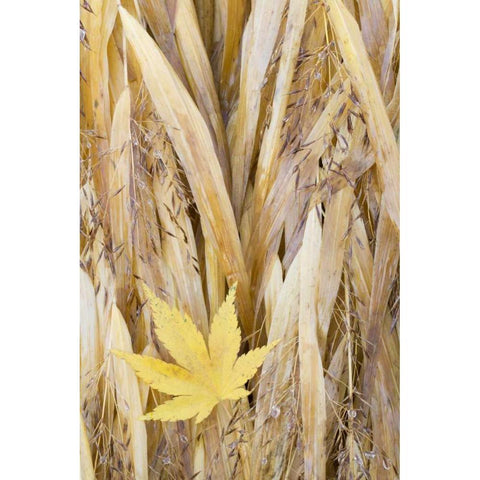 WA, Seabeck Maple leaf on Japanese forest grass Gold Ornate Wood Framed Art Print with Double Matting by Paulson, Don