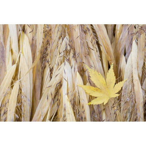 WA, Seabeck Maple leaf on Japanese forest grass Black Modern Wood Framed Art Print with Double Matting by Paulson, Don