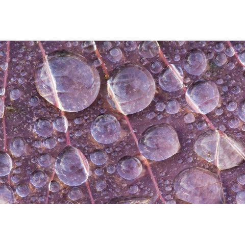 Washington, Seabeck Detail of dew on a leaf Gold Ornate Wood Framed Art Print with Double Matting by Paulson, Don