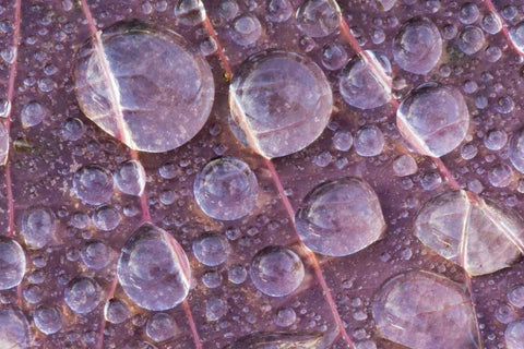 Washington, Seabeck Detail of dew on a leaf White Modern Wood Framed Art Print with Double Matting by Paulson, Don