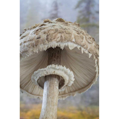 WA, Seabeck Underside of shaggy parasol mushroom Black Modern Wood Framed Art Print with Double Matting by Paulson, Don