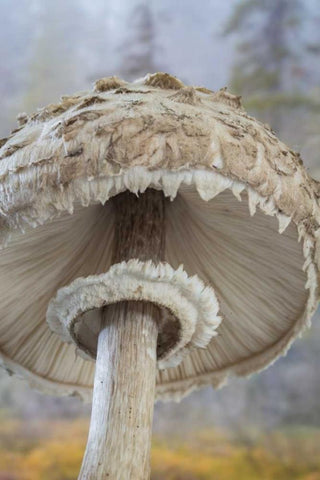 WA, Seabeck Underside of shaggy parasol mushroom White Modern Wood Framed Art Print with Double Matting by Paulson, Don