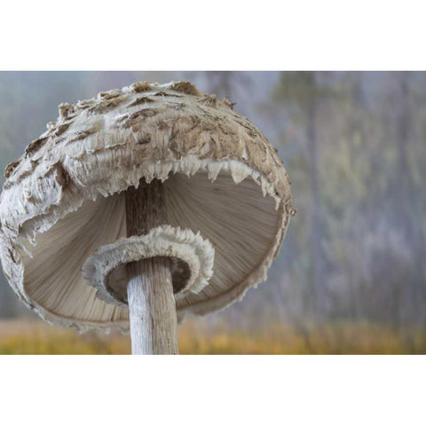Washington, Seabeck Shaggy parasol mushroom Gold Ornate Wood Framed Art Print with Double Matting by Paulson, Don