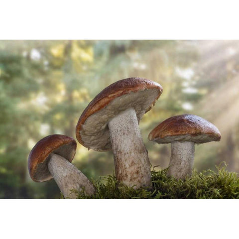 WA, Seabeck Leccinum insigne, mushroom White Modern Wood Framed Art Print by Paulson, Don
