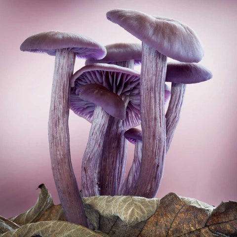 Washington, Seabeck Group of mushrooms White Modern Wood Framed Art Print with Double Matting by Paulson, Don