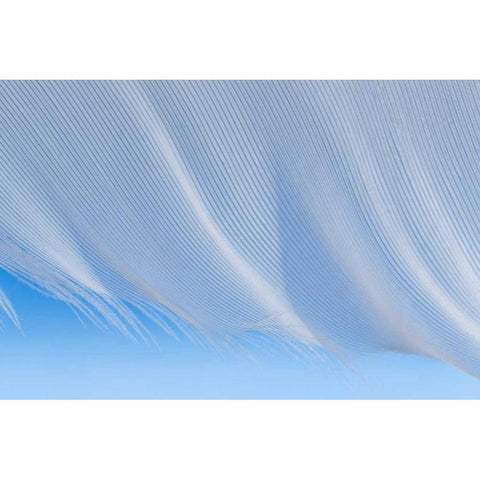 Washington, Seabeck A white feather Black Modern Wood Framed Art Print with Double Matting by Paulson, Don