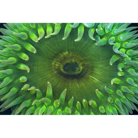 USA, Washington Close-up of sea anemone Black Modern Wood Framed Art Print with Double Matting by Paulson, Don