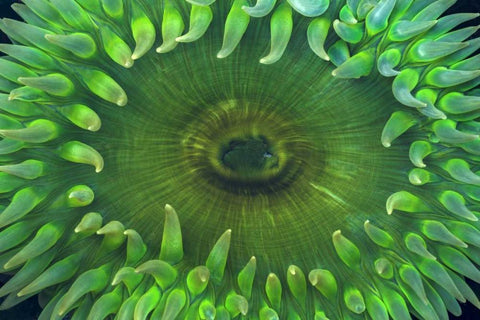 USA, Washington Close-up of sea anemone White Modern Wood Framed Art Print with Double Matting by Paulson, Don