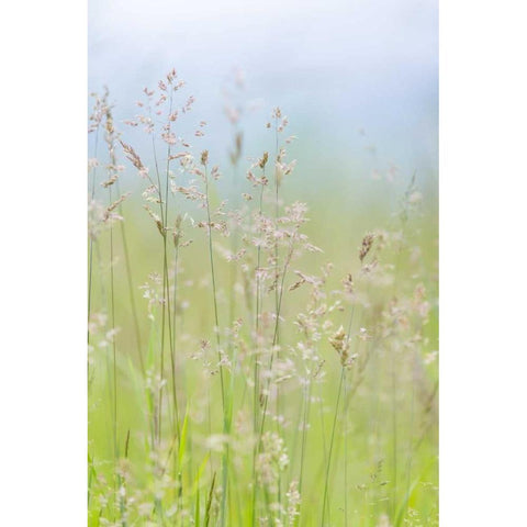 USA, Washington, Seabeck Grasses in motion White Modern Wood Framed Art Print by Paulson, Don