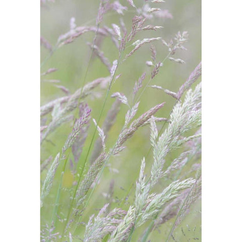 USA, Washington, Seabeck Grasses in motion Black Modern Wood Framed Art Print with Double Matting by Paulson, Don