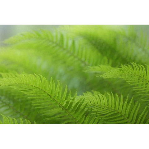 USA, Washington, Seabeck Close-up of sword fern Black Modern Wood Framed Art Print by Paulson, Don