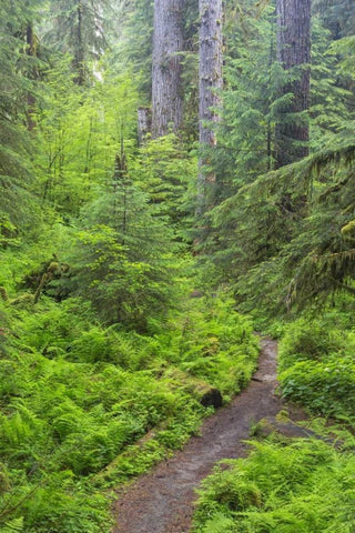 USA, Washington, Olympic NP Forest trail Black Ornate Wood Framed Art Print with Double Matting by Paulson, Don