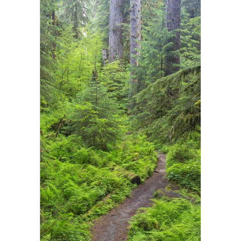 USA, Washington, Olympic NP Forest trail Black Modern Wood Framed Art Print with Double Matting by Paulson, Don