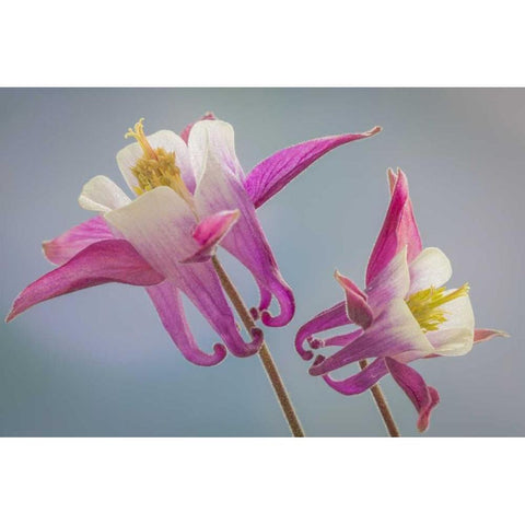Washington, Seabeck Columbine flowers Gold Ornate Wood Framed Art Print with Double Matting by Paulson, Don