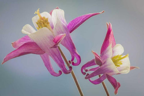 Washington, Seabeck Columbine flowers White Modern Wood Framed Art Print with Double Matting by Paulson, Don