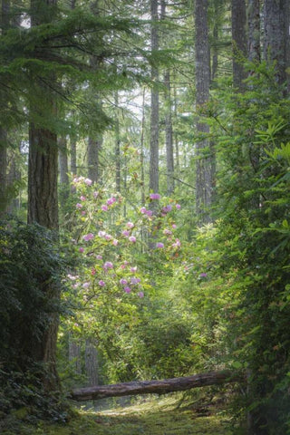 WA, Seabeck Rhododendron blooms in a forest White Modern Wood Framed Art Print with Double Matting by Paulson, Don