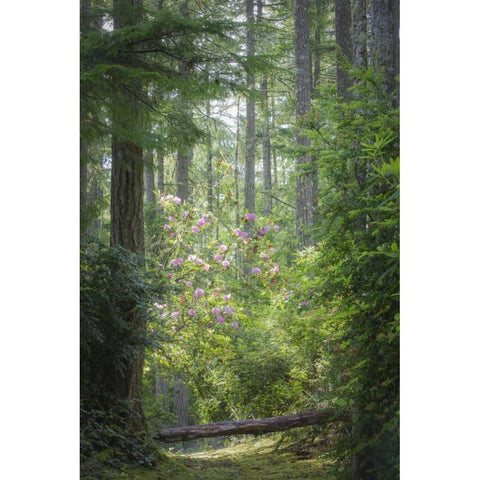 WA, Seabeck Rhododendron blooms in a forest Black Modern Wood Framed Art Print by Paulson, Don