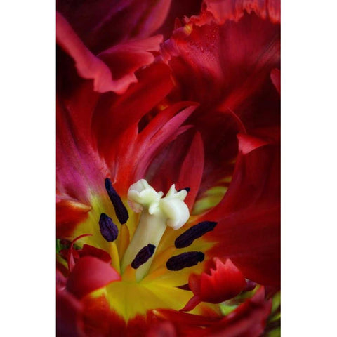 WA, Seabeck Interior of parrot tulip flower Black Modern Wood Framed Art Print with Double Matting by Paulson, Don