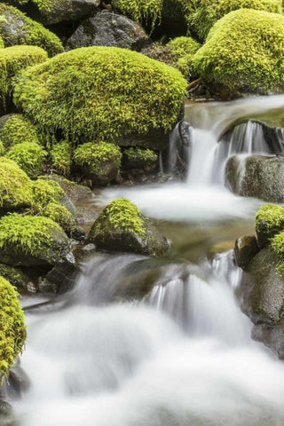 Washington, Olympic NP Small stream in forest White Modern Wood Framed Art Print with Double Matting by Paulson, Don