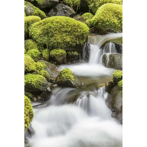 Washington, Olympic NP Small stream in forest White Modern Wood Framed Art Print by Paulson, Don