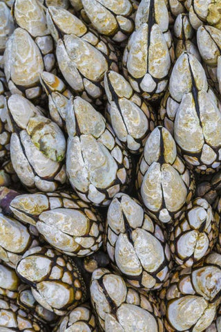 WA, Goose barnacles in Salt Creek Recreation Area White Modern Wood Framed Art Print with Double Matting by Paulson, Don