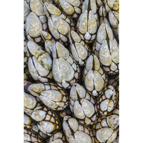 WA, Goose barnacles in Salt Creek Recreation Area Gold Ornate Wood Framed Art Print with Double Matting by Paulson, Don