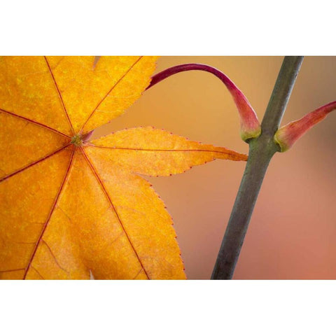 Washington, Seabeck Maple leaf in autumn color Black Modern Wood Framed Art Print with Double Matting by Paulson, Don
