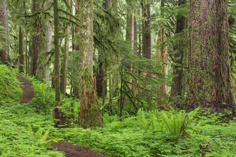 Washington, Olympic NP Old growth forest White Modern Wood Framed Art Print with Double Matting by Paulson, Don