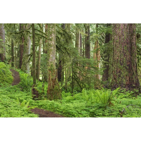 Washington, Olympic NP Old growth forest Gold Ornate Wood Framed Art Print with Double Matting by Paulson, Don