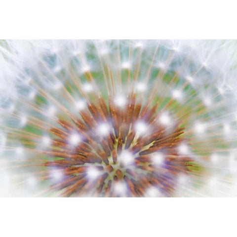 WA, Bainbridge Island Abstract of dandelion seed White Modern Wood Framed Art Print by Paulson, Don