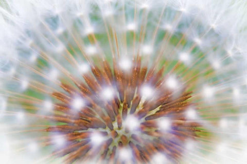 WA, Bainbridge Island Abstract of dandelion seed White Modern Wood Framed Art Print with Double Matting by Paulson, Don