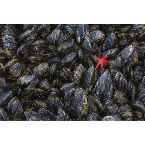 WA, Mussels and red sea star at tide pools Gold Ornate Wood Framed Art Print with Double Matting by Paulson, Don