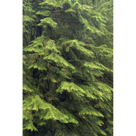 Washington, Olympic NP Western hemlock tree Black Modern Wood Framed Art Print with Double Matting by Paulson, Don