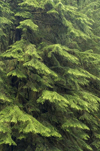 Washington, Olympic NP Western hemlock tree White Modern Wood Framed Art Print with Double Matting by Paulson, Don