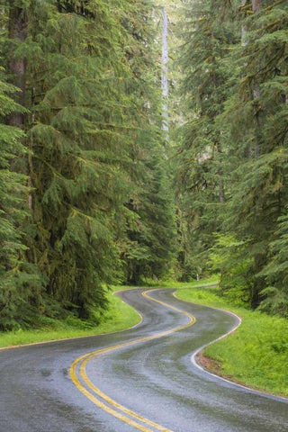 WA, Olympic NP Sol Duc River Road through forest White Modern Wood Framed Art Print with Double Matting by Paulson, Don