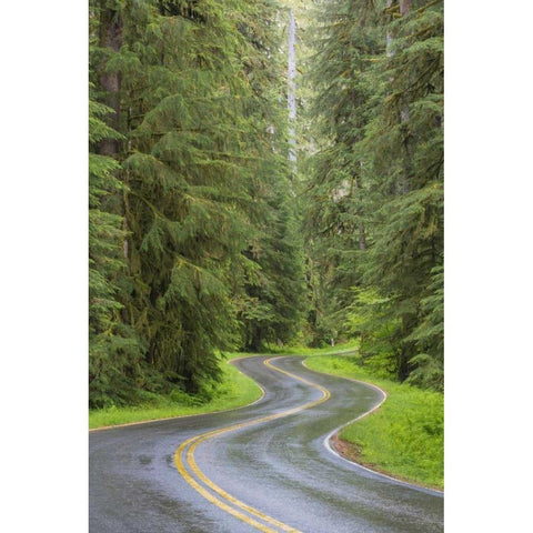 WA, Olympic NP Sol Duc River Road through forest White Modern Wood Framed Art Print by Paulson, Don
